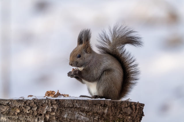 雪の中木の実を食べるエゾリス